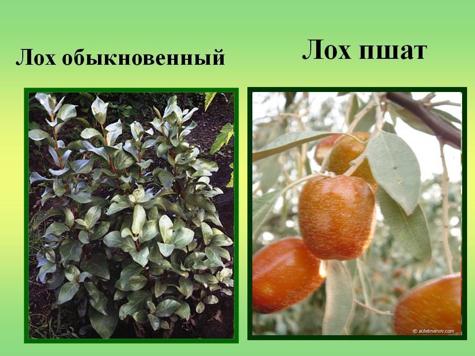 Муж пьёт отзывы