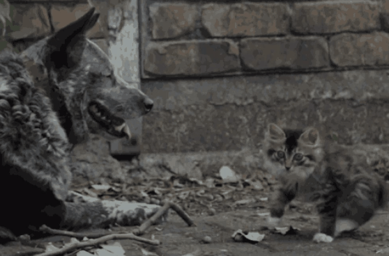 1476343434154125776.gif