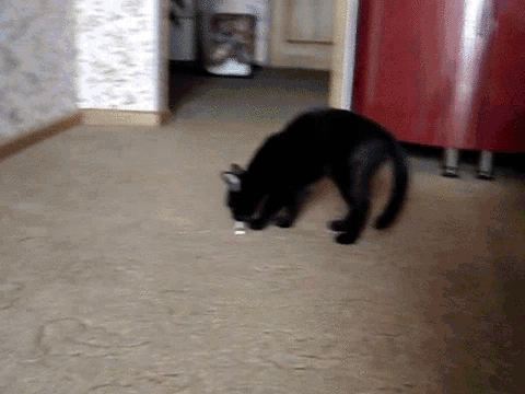 1473851501134733137.gif