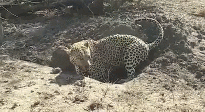1475430114187115872.gif