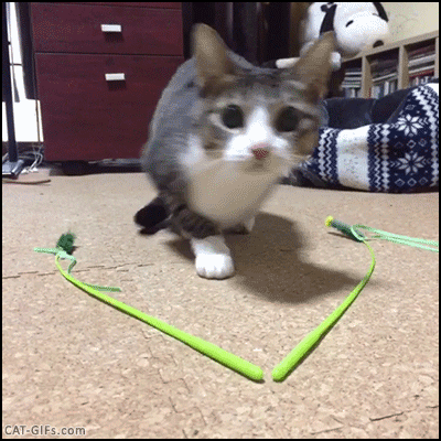 147818294817991422.gif