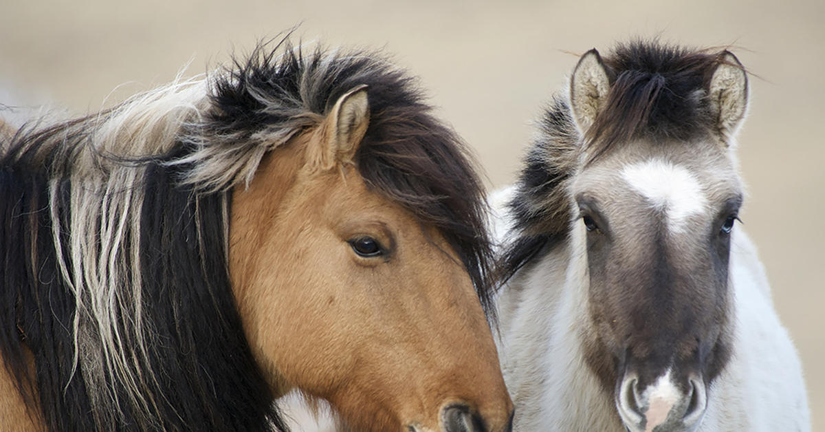 Монгольская Порода Лошадей Фото