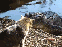 1478844951179669371.gif