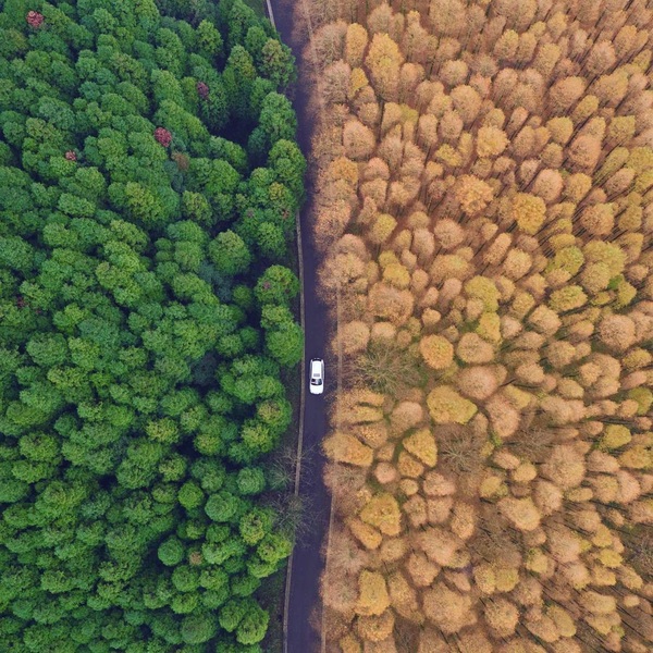 Автомобиль движется между лесами красного дерева и японского кедра на территории национального эко-парка в городе Чунцин на юго-запад Китая.