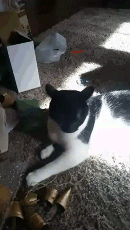 1482181891140179397.gif