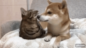 1484401744191035264.gif