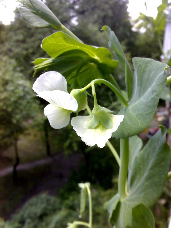 Клубника на балконе клубника везде, Огород, хобби, клубника, горох, длиннопост