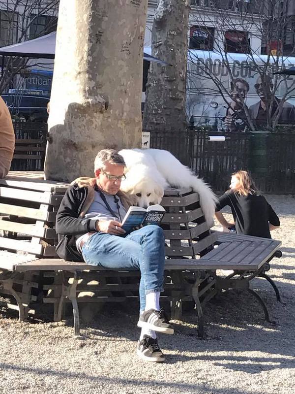 В то время, когда все собаки в парке играли вокруг, он читал книгу с его человеком.
