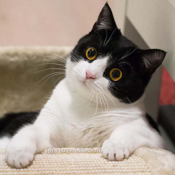 Клички связанные с котами Клички связанные с котами