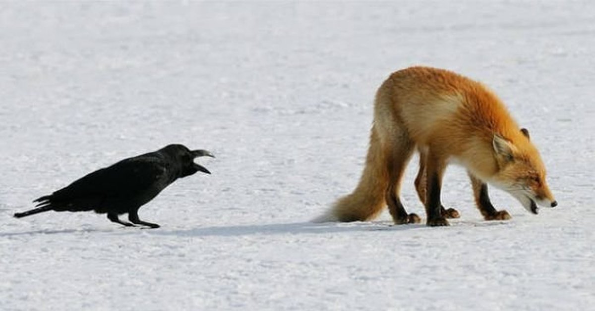 Ворона и лисица фото