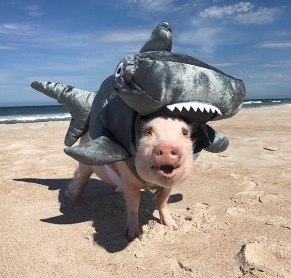 Акула свинья фото
