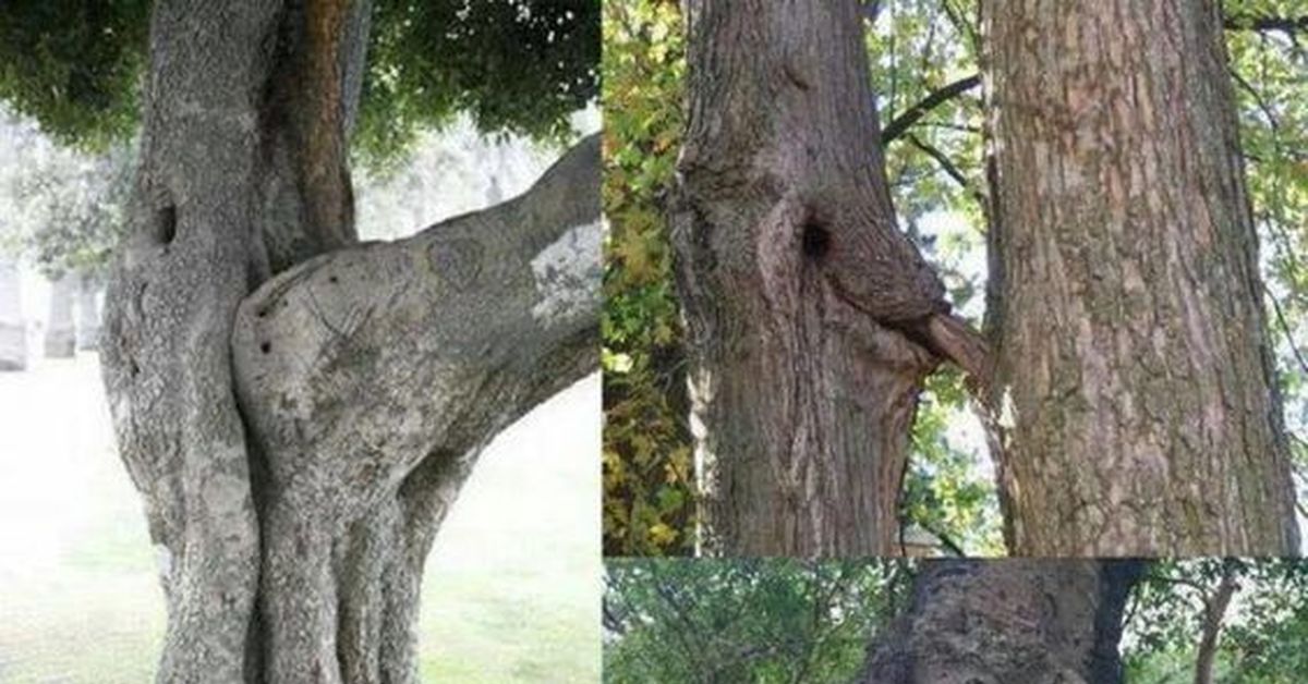 Сексуальная Ева залезла на корни дерева
