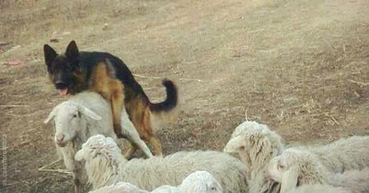 Покорные пастушки оголились ради стада - порно фото