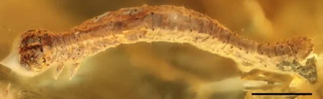 Этой гусенице — 44 миллиона лет, и она идеально сохранилась Палеонтология, Находка, Гусеница, Янтарь