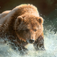 ������ ������������ MikeBrownBear