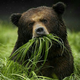 ������ ������������ MamaBear