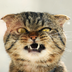 BRITISHCAT