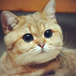 Mrs.AnnaMeow