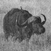 buffaloboom