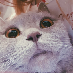 takcuk
