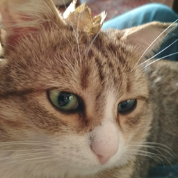IreneVesel