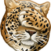 mrrrLeopard