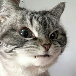 titotiito