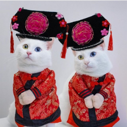 NuChoAnime