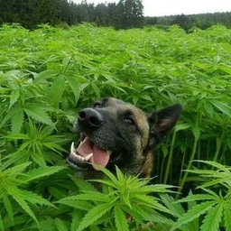 DobrajaSobachka