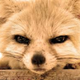 ������ ������������ Foxy999