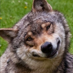 PraiseTheDog
