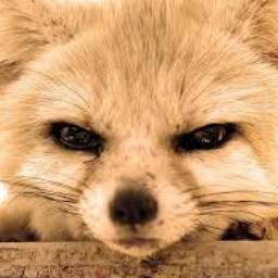 Foxy999