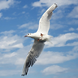WhiteSeagull