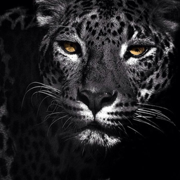 BlackPanther1589