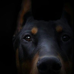 Zloy.Doberman