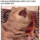 Аватар пользователя coca13