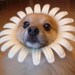 SlowspokeDog