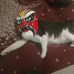 Kotofeimorofei