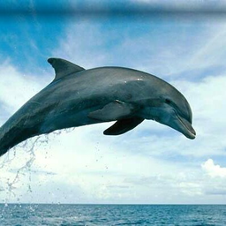 dolphinarium