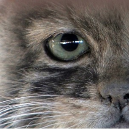 Catswillnative