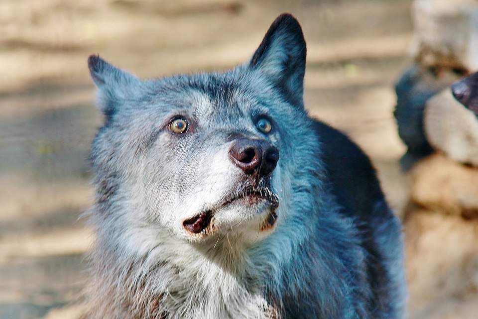 Купить «Влагалище волчицы» | Таёжная лавка «ТАМГА»