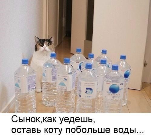 Водяной кот