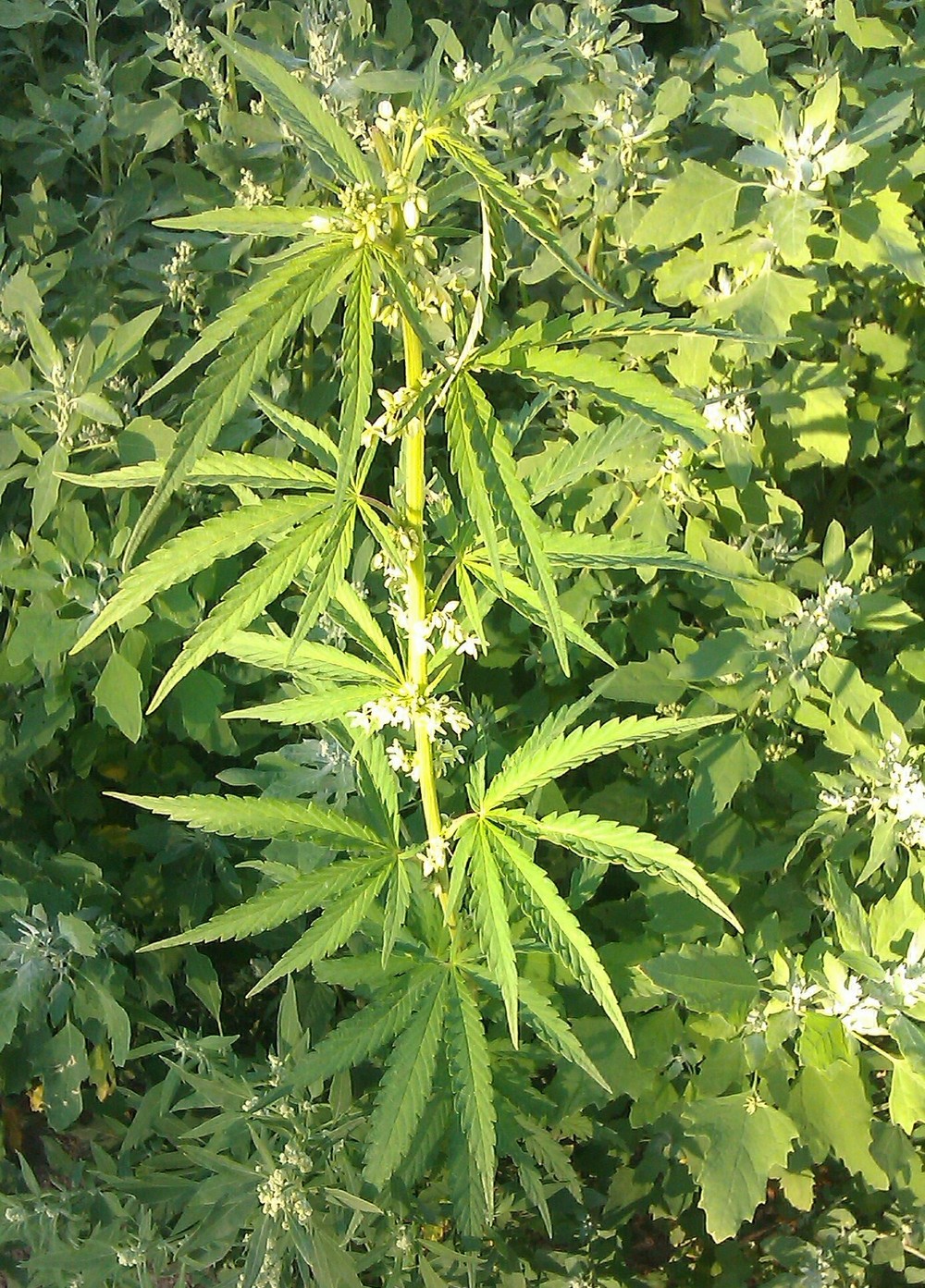 Конопля полезнейшее растение уроки по выращиванию марихуаны