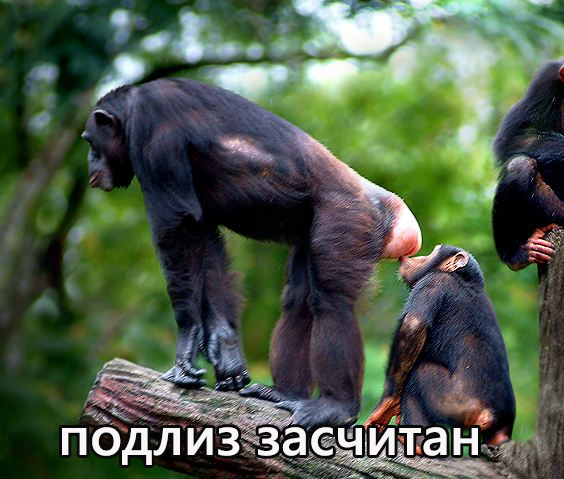 Зеленський про перемогу збірної U-20 на ЧС: "Об'єднавшись, зробити неможливе. Це наша національна ідея" - Цензор.НЕТ 8784