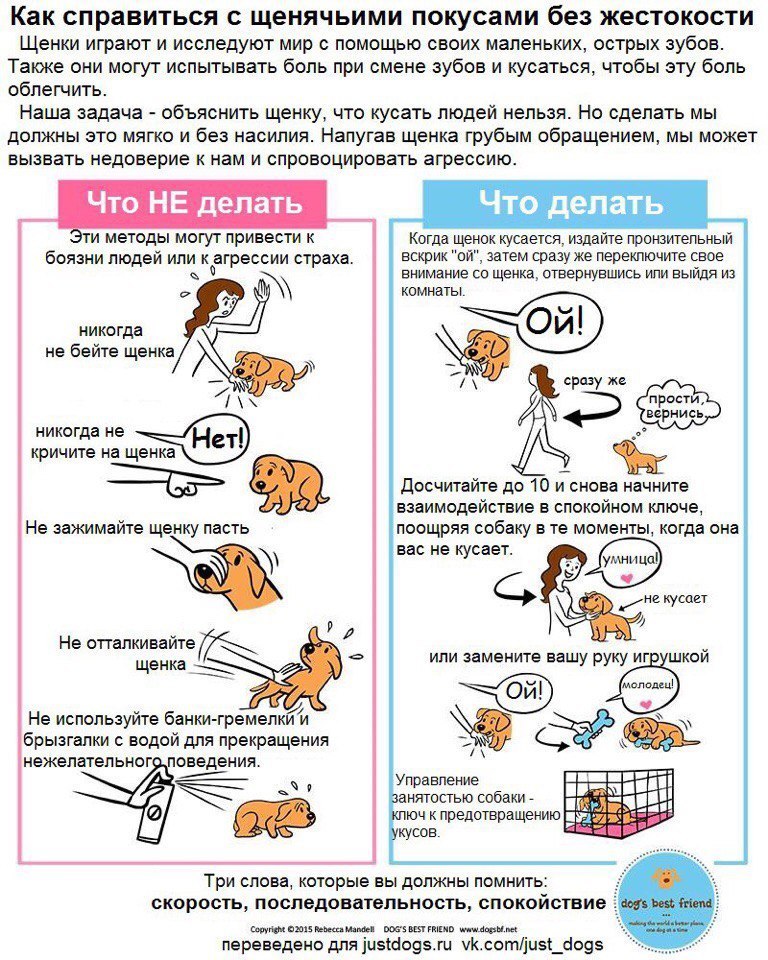 Что делать, если щенок кусает вас? | Пикабу