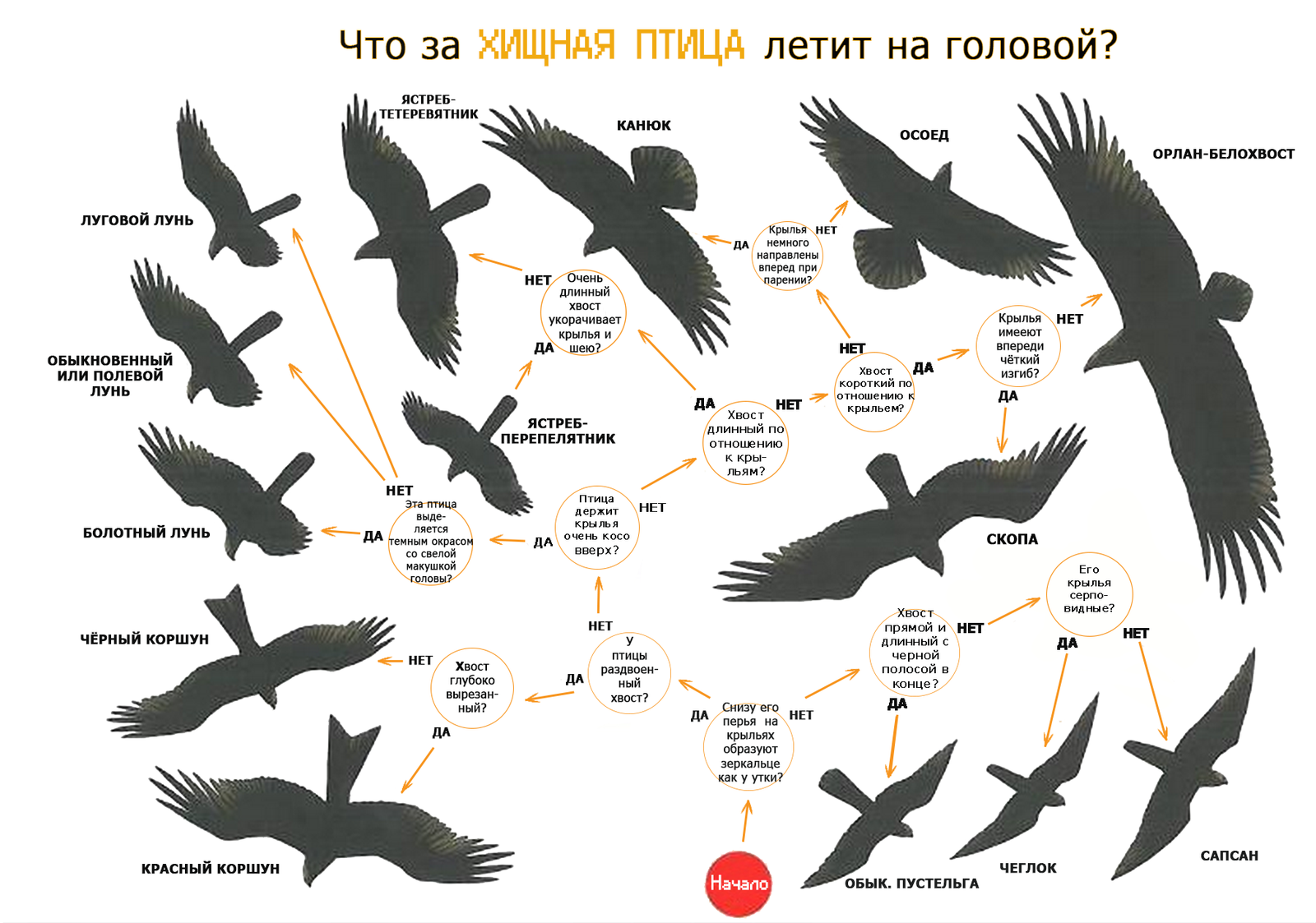 Хищные птицы нашей страны. Часть 5. Орлы. Беркут. | Пикабу