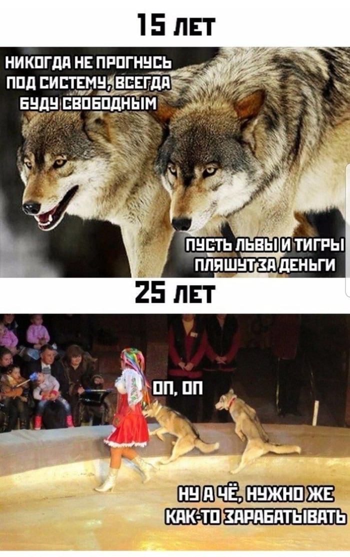 Почему волки не выступают в цирке? (4 фото) » Невседома