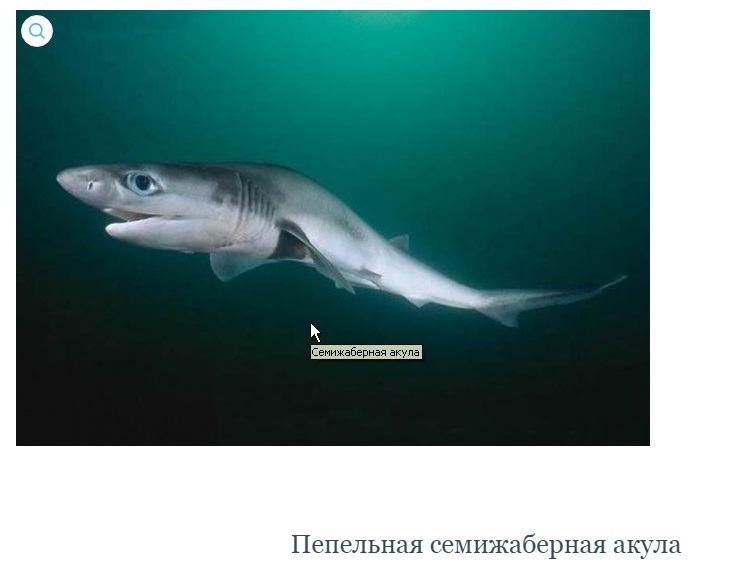 Ютуб Акула Туруру Про Новый Год Все Ютуб Акула Туруру Про Новый Год Все