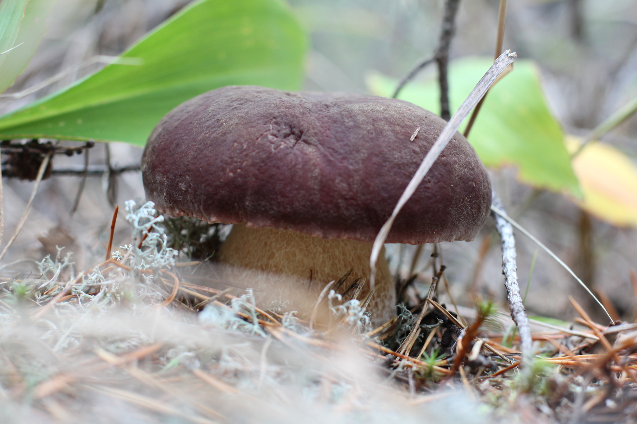 грибы в таджикистане в горах фото
