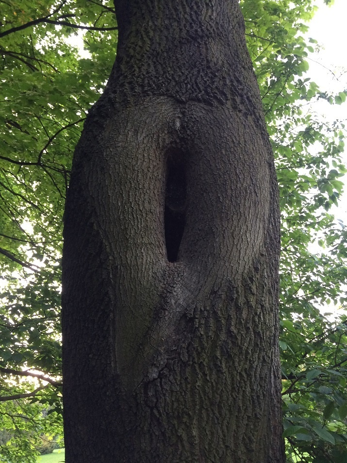 Дерево с дуплом. Дупло белки беличье дупло. Большое дупло в дереве. Дупло древесины. Человек в дупле.